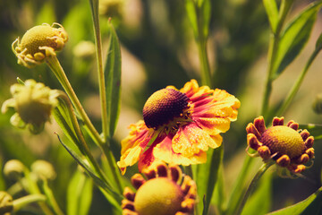 Dzielżan jesienny, Helenium autumnale L. © Marcin Łazarczyk
