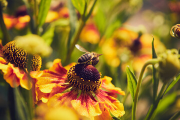 Dzielżan jesienny, Helenium autumnale L.,pszczoła  © Marcin Łazarczyk