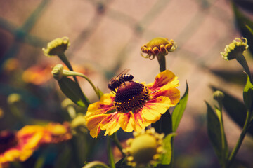 Dzielżan jesienny, Helenium autumnale L.,pszczoła  © Marcin Łazarczyk