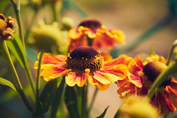 Dzielżan jesienny, Helenium autumnale L. © Marcin Łazarczyk
