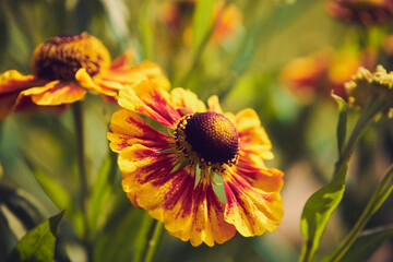 Dzielżan jesienny, Helenium autumnale L. © Marcin Łazarczyk