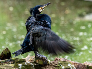 cormorant bird drying feathers in the sun