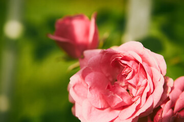 różowa róża  © Marcin Łazarczyk