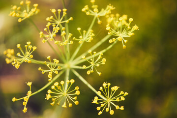 koperek © Marcin Łazarczyk