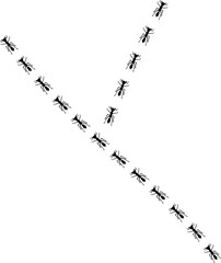 Ant trail illustration. Insect path two rows unite in one. Stock vector illustration isolated on white background in flat simple style.