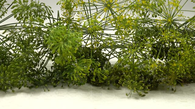 Heap of green dill umbels lie in a row on a white towel, natural background