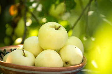 White apples pouring in a plate in the garden. Real unprocessed, not ideal apples.