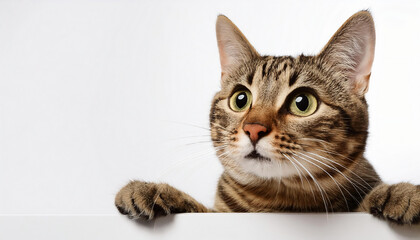 Portrait of a funny tabby cat peeking from behind blank banner. Isolated on white background