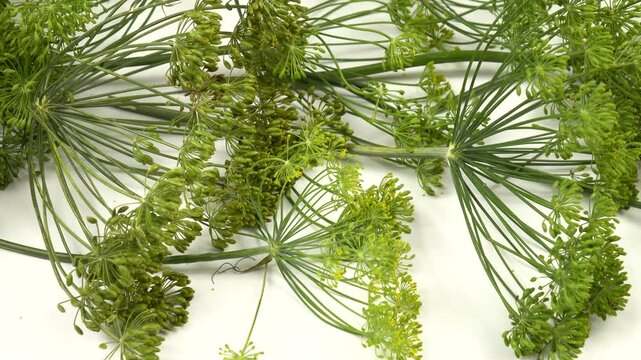 Heap of green dill umbels lie in a row on a white table, natural background