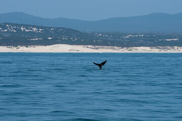 Wal Flosse vor der K&uuml;ste S&uuml;dafrikas, S&uuml;dkapper in Hermanus