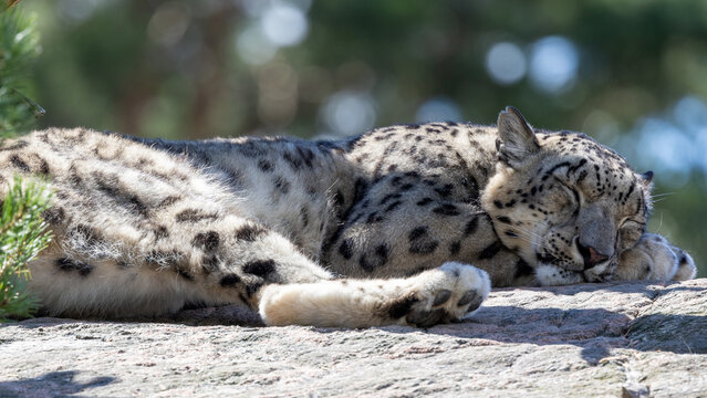 Snow leopard sleeping on a cliff, close up.