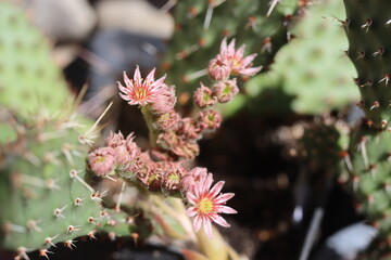 Sempervivum ARTISCHOCKE Rojnik sukulent