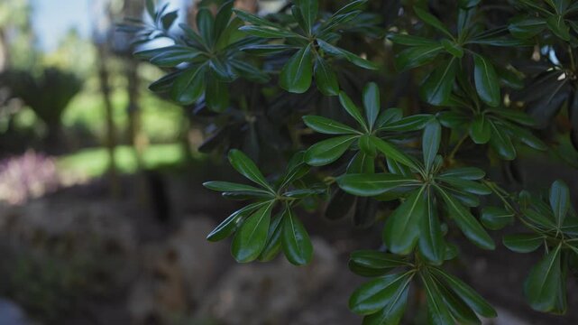 Vibrant green leaves of the schefflera arboricola, also known as the dwarf umbrella tree, in natural sunlight.