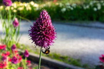 Obraz premium Garlic flower 2