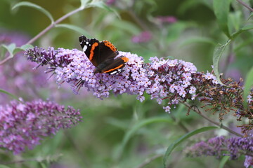 Buddleja davidii. Vanessa atalanta butterfly feeding on a violet buddleja flower.