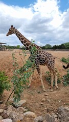 giraffe head blue sky eating leaves