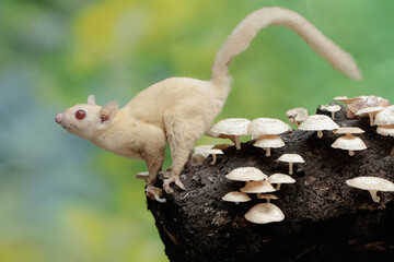 An albino sugar glider forages on a rotting tree trunk covered in fungus. This marsupial has the scientific name Petaurus breviceps.