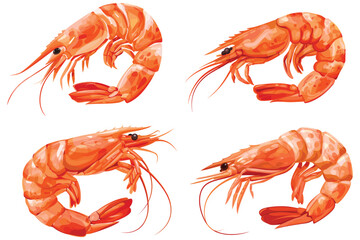 Set of shrimp isolated on white background, Crayfish on white background, Vector illustration