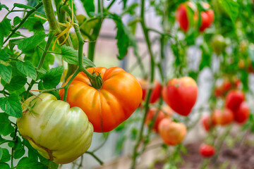 Red ripe tomatoes on a bush