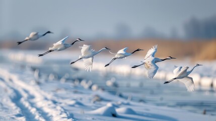 A flock of cranes taking flight from a snow-covered field.