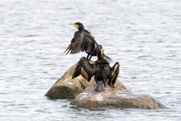 Kormorane bei der Gefiederpflege	