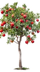 Fototapeta premium Bountiful Pomegranate Tree Laden with Ripe Fruit in Natural Setting