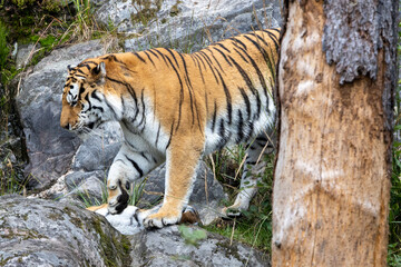 Siberian tiger behind a tree.