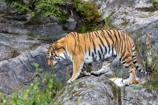 Siberian tiger walking.