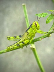 Beautiful green grasshopper macro shot. A blacksmith holds on to a stalk of green grass. The background is blurred. Green background image of nature.