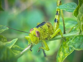 Beautiful green grasshopper macro shot. A blacksmith holds on to a stalk of green grass. The background is blurred. Green background image of nature.
