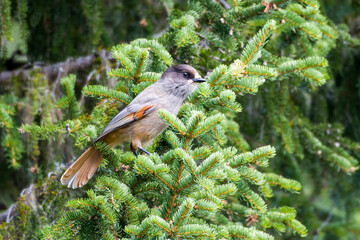 Unglückshäher in Schweden im Herbst	