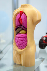 Fototapeta premium Model of human body with internal organs printed on 3D printer. Object human body with open internal organs lungs, heart, intestines, liver created on 3D printer from molten plastic. FDM 3D Printing