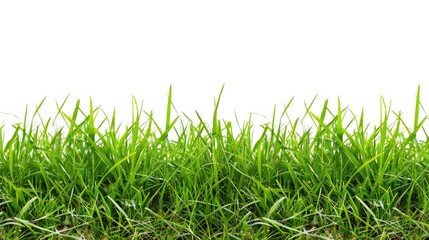 Fototapeta premium Fresh Green Grass on White Background