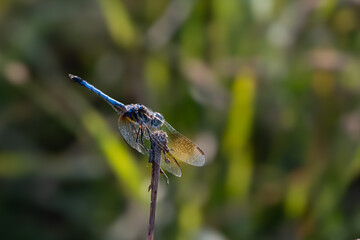 Blue dasher dragonfly