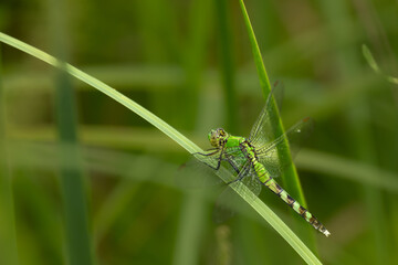 Eastern Pond hawk Dragonfly