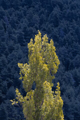 Tall Tree Standing Against Dark Forest Background