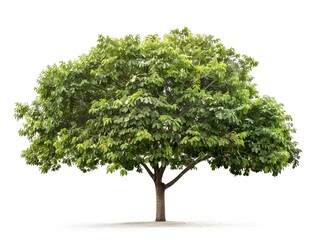 Isolated Brazilian Nut Tree Against Plain White Background