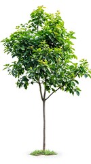 Lush Green Lime Tree on Plain White Background