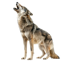 Wolf roar, isolated, transparent background, white background, no background