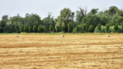 Fototapeta premium white stork looking for food in the field after harvesting