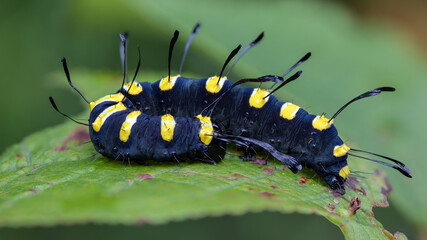Ausgewachsene Raupe Erlen-Rindeneule - Acronicta alni