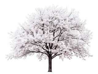 Naklejka premium Majestic Maple Tree Silhouetted Against a Plain White Backdrop