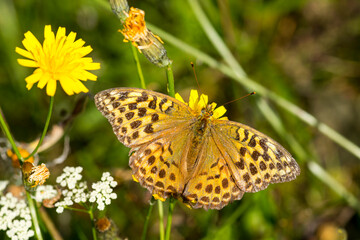 Argynnis paphia f. valesina - Kaisermantel, Weibchen	