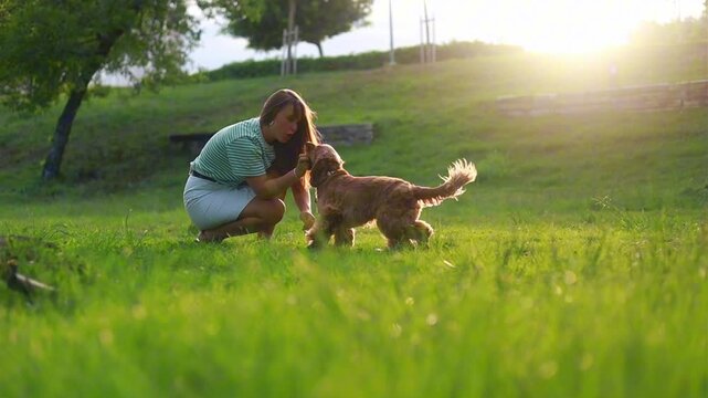 cocker Spaniel dog having fun and playing with young beautiful woman