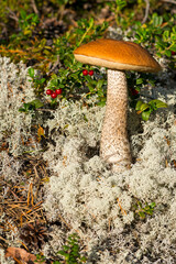 Birken-Rotkappe in einem Birkenwäldchen	