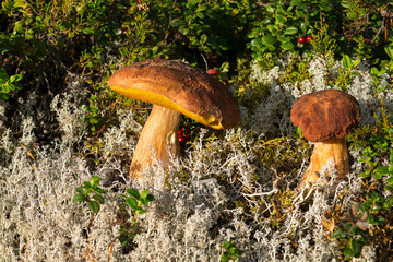 Steinpilze in der Abendsonne zwischen Rentierflechten	