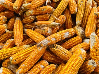 dry corn or maize for processing into yellow fodder at agriculture farm.