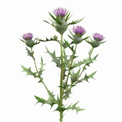 a Milk Thistle, a flowering plant of the daisy family Asteraceae. The plant is native to Europe and North Africa and has been introduced to other parts of the world.