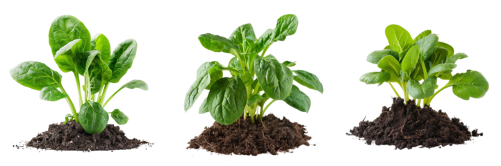 Spinach growing from the ground isolated on transparent background