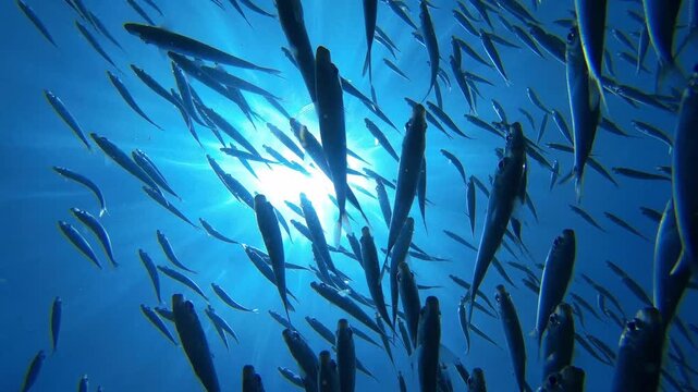 Graceful, synchronized movements of countless sardines as they navigate through the ocean in shimmering, silvery shoals
